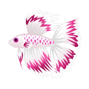 Cerise Whitefin Betta